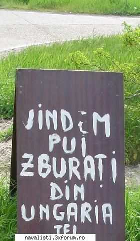 vindem pui zburati poze haioase.